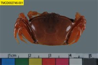 藏品(北方丑招潮蟹)的圖片